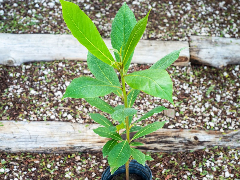 Almond-2