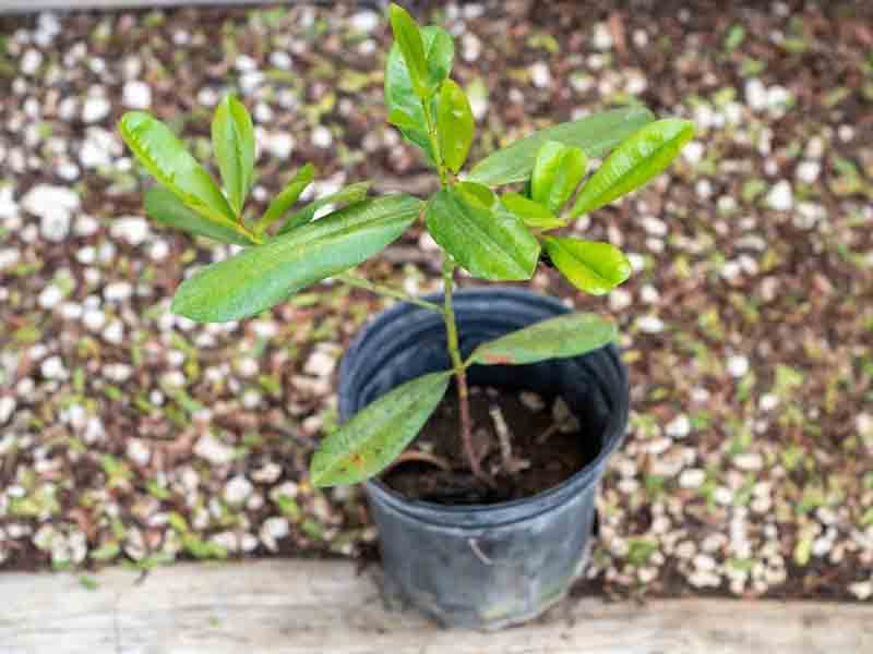Bayleaf