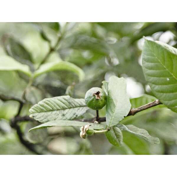 Guava