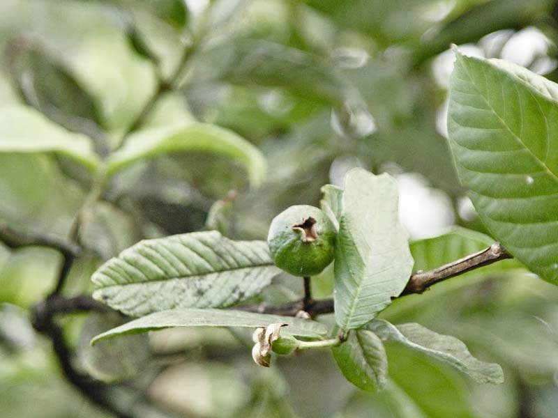 Guava