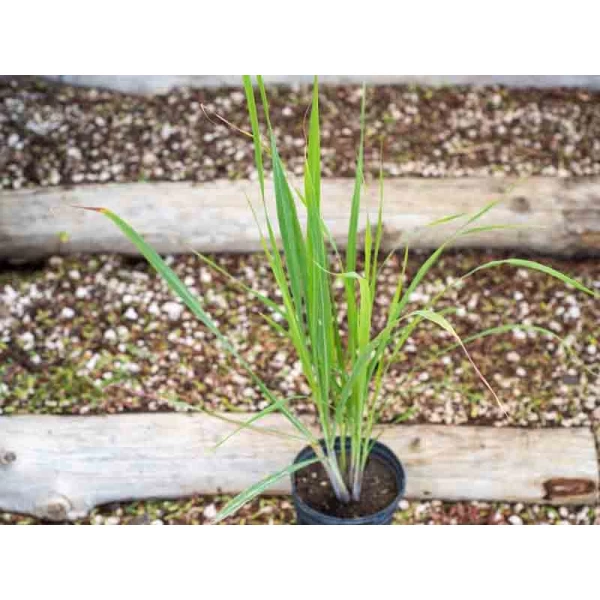 Lemon grass