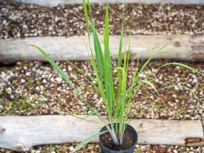 Lemon Grass