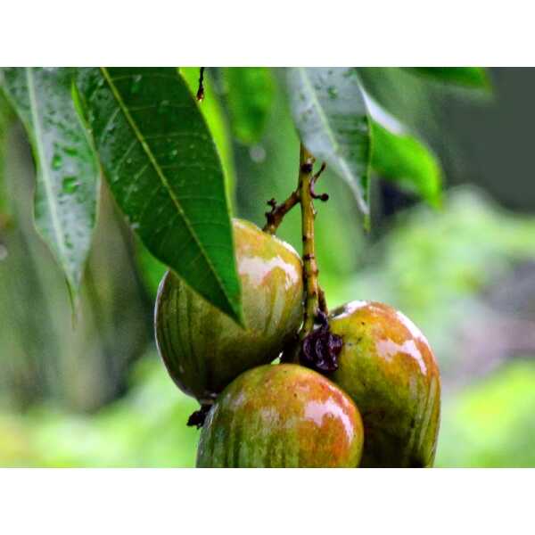 Mango grafted