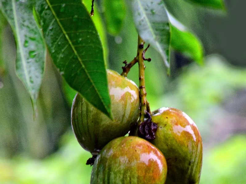 Mango