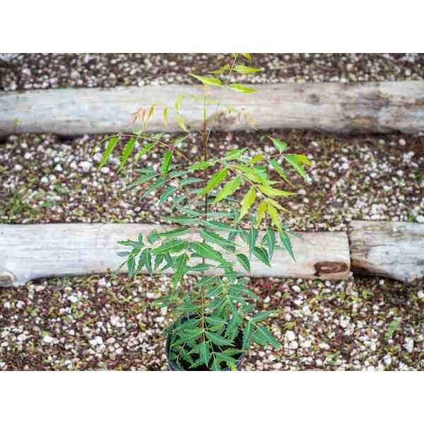 Neem