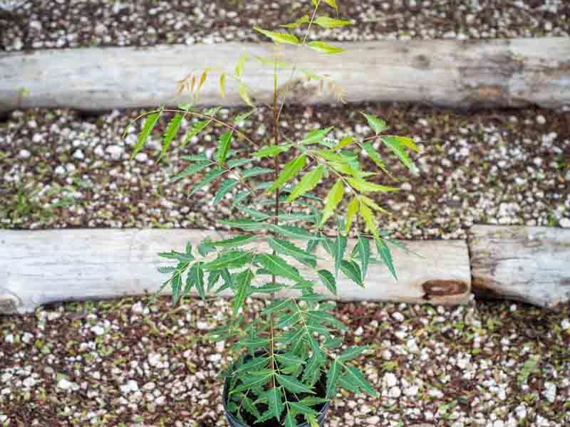 Neem