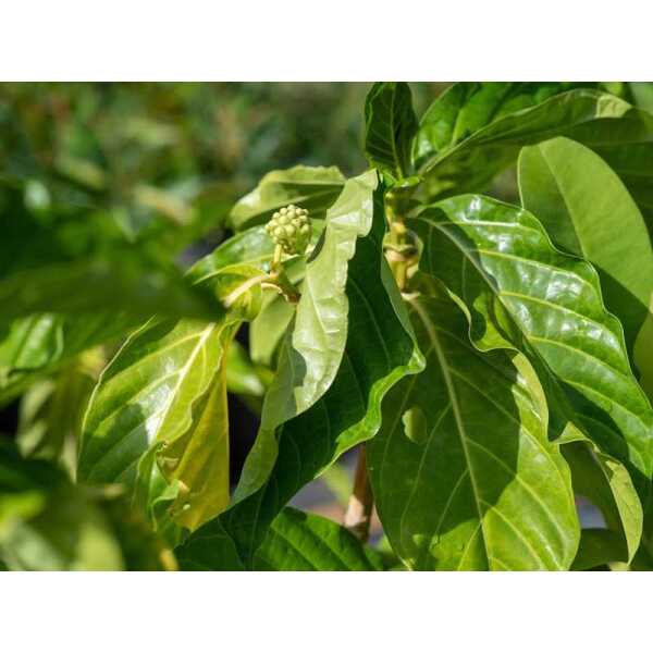 Noni