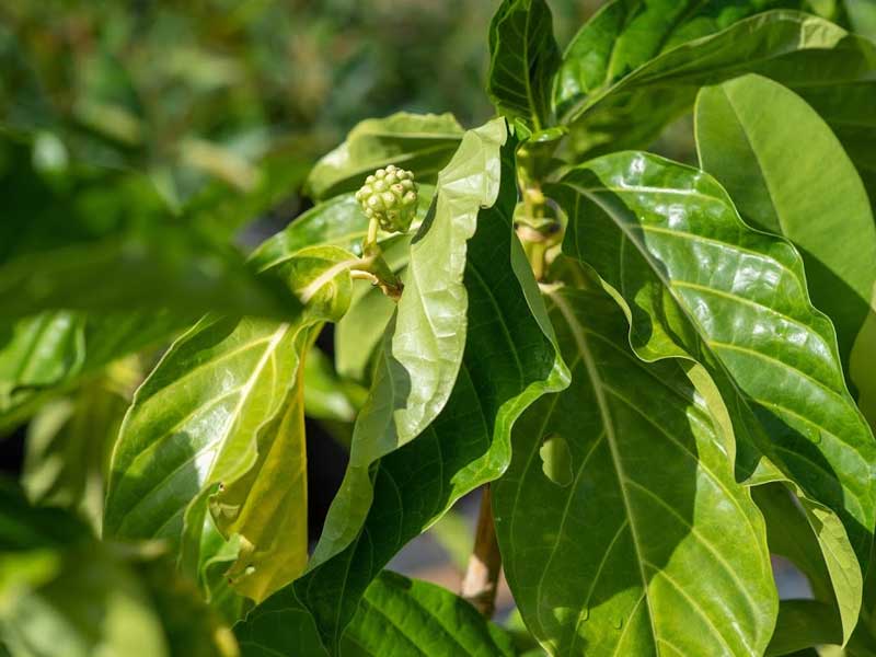 Noni
