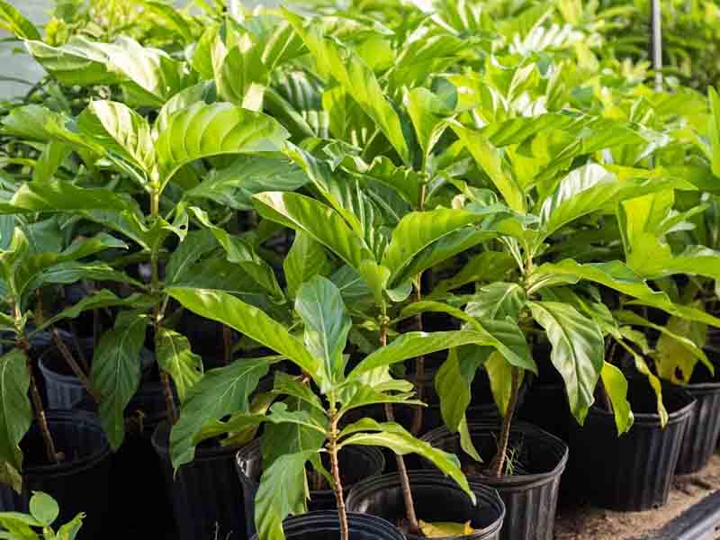 Noni