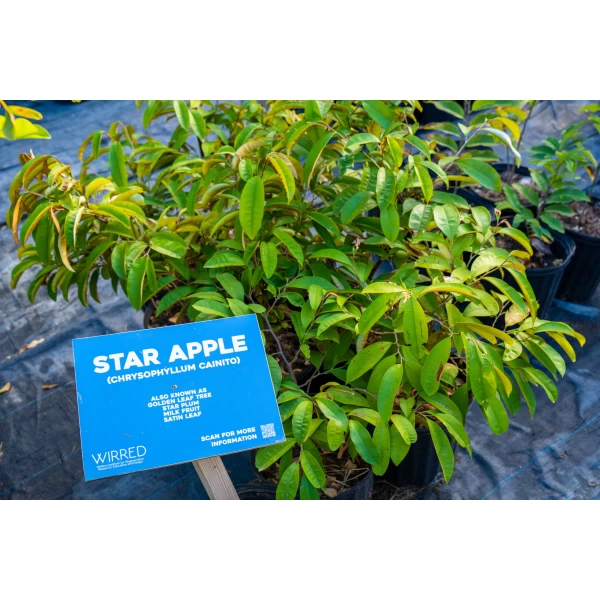 Star Apple
