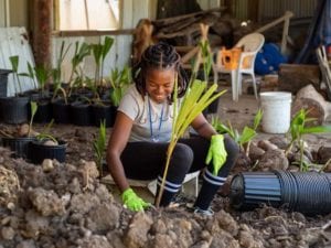 Read more about the article Plant Care