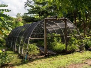 Read more about the article Greenhouse Maintenance