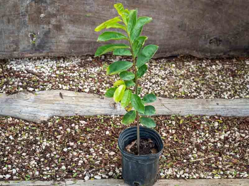 Soursop Sapling