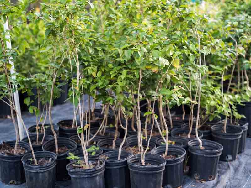 Surinam Cherry