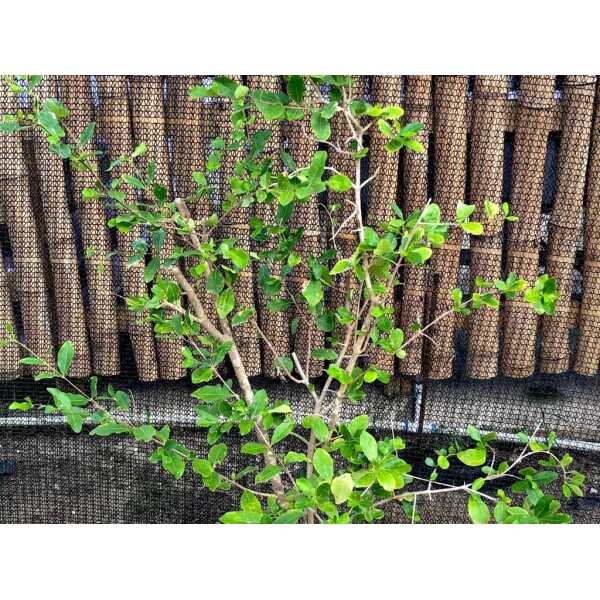 West Indies Cherry