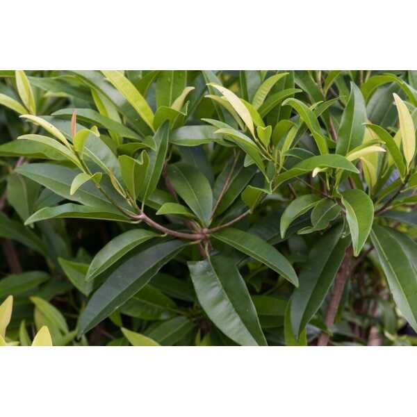 Sapodilla