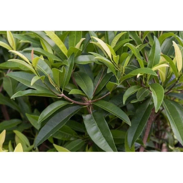 Sapodilla