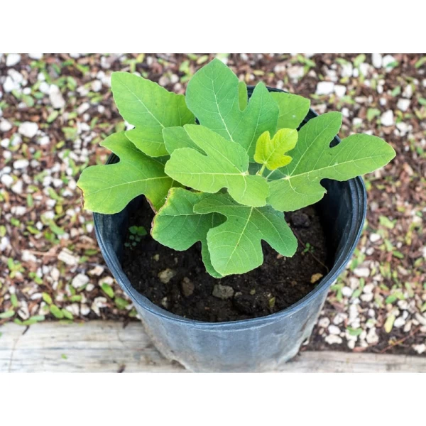 Mediterranean Fig